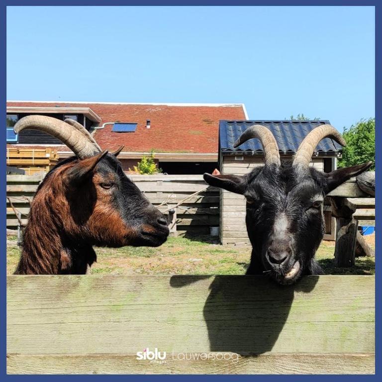 Enjoy Natur, See Und Meer Chalet Lauwersoog- 1-6 Pers- 3 Schlafzimmer, 2 Badezimmer- Fruehes Einchecken Ab 14 Uhr Extérieur photo